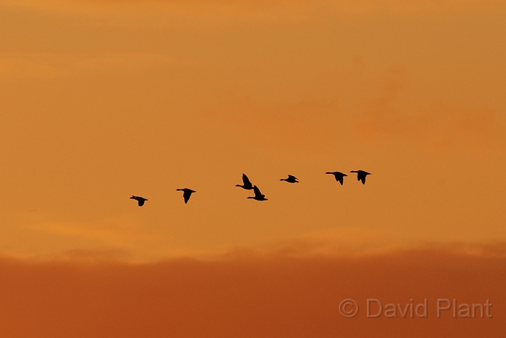 Greylag geese  at sunset - D.jpg - Greylag geese flock at sunset - Welney
